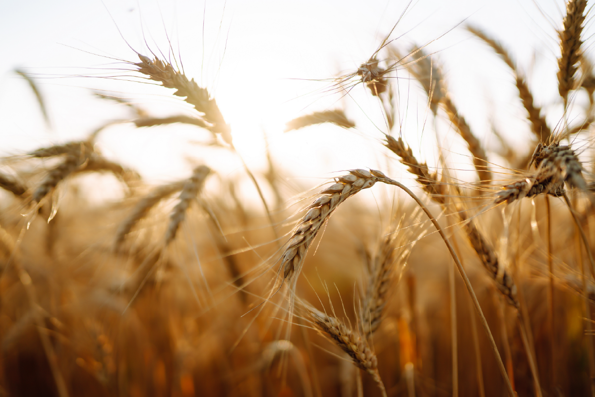 Gluten moderno: por qué las harinas de hoy no son las de antes (y por qué elegimos ser libres de gluten)